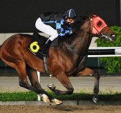 Al's Knight<br>Photo by Singapore Turf Club